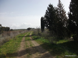 lle del Simeto-24-02-2013 11-01-14